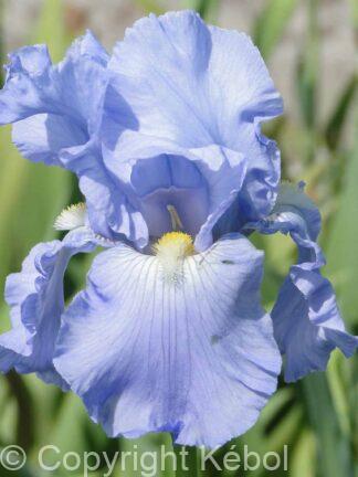 Iris germanica Babbeling Brook - Bag