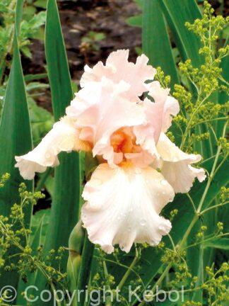 Iris germanica Beverly Sills - Bag