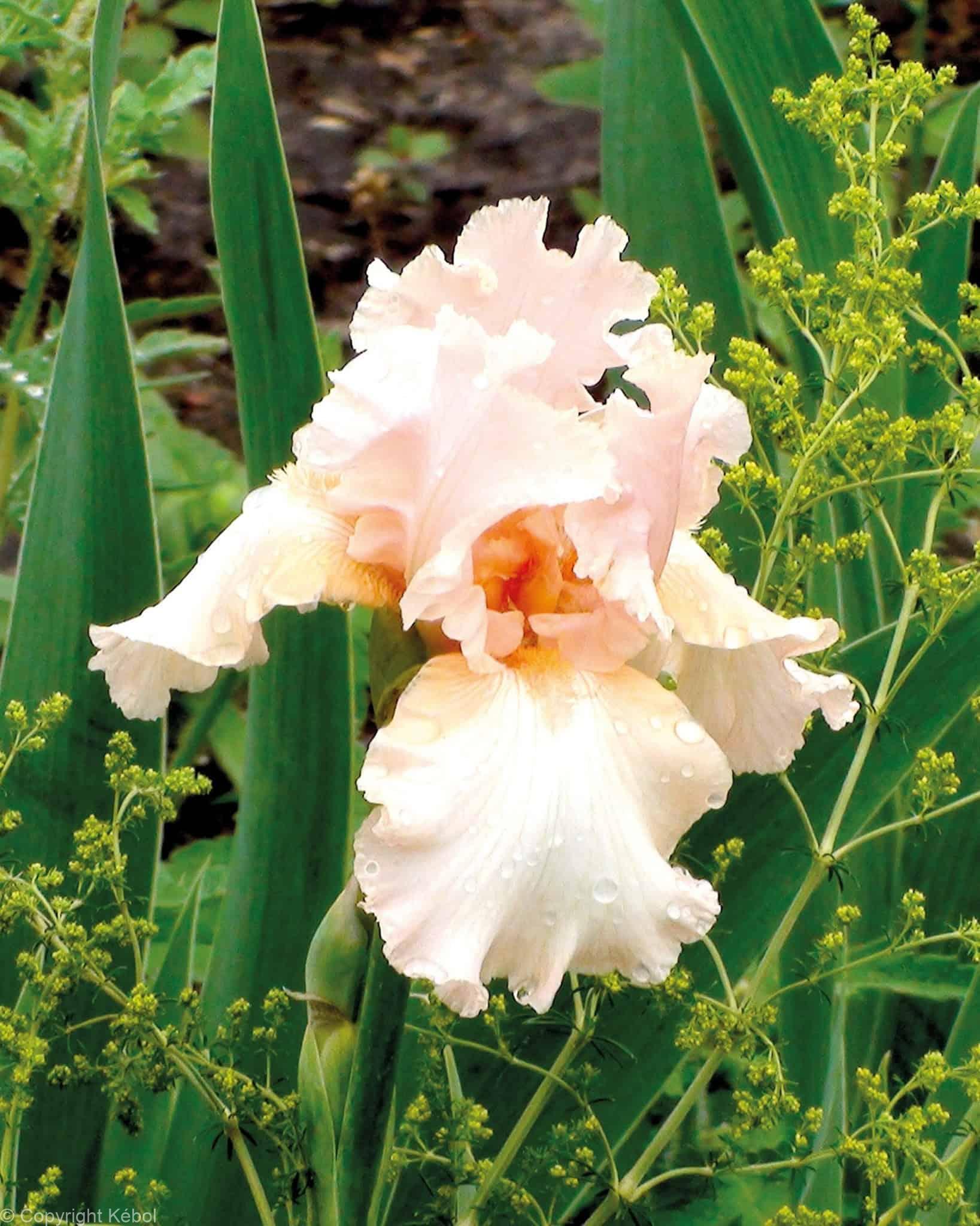 Iris germanica Beverly Sills - Case
