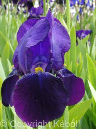 Iris germanica Bishop's Robe - Bag