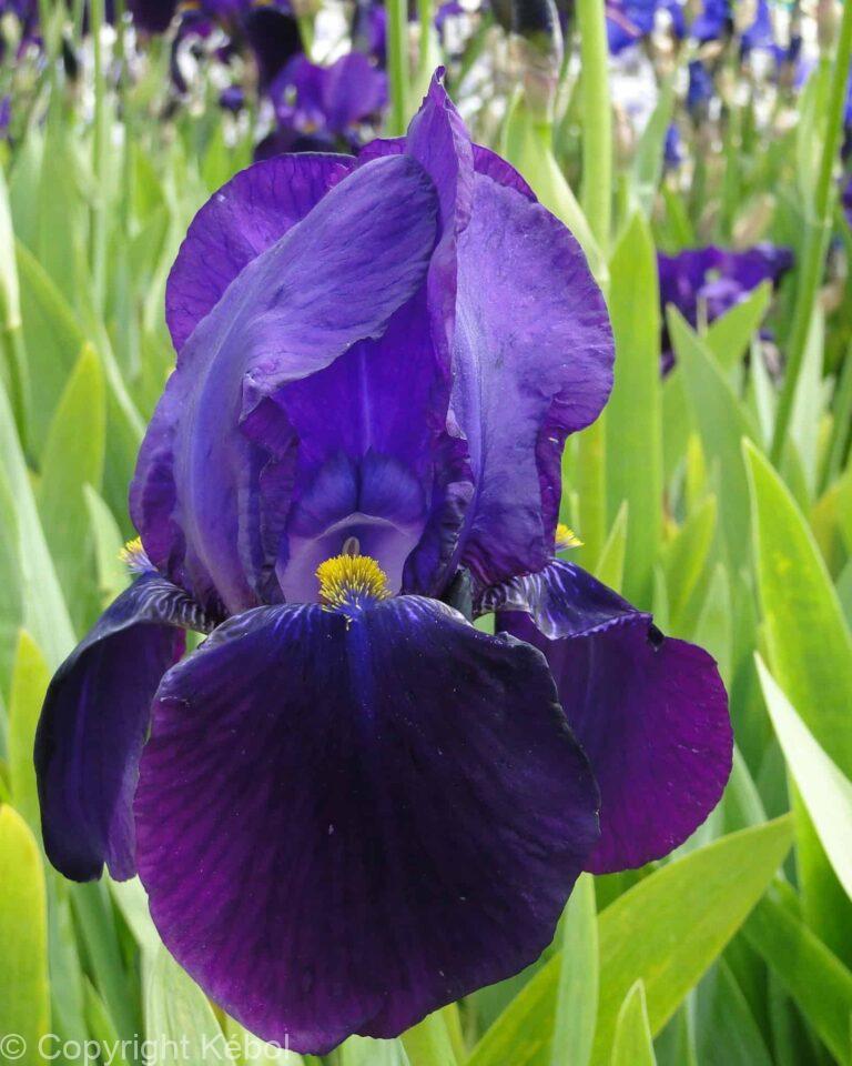 Iris germanica Bishop's Robe - Bag
