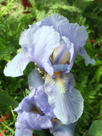 Iris  Blue Denim