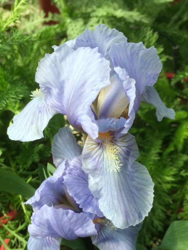 Iris  Blue Denim