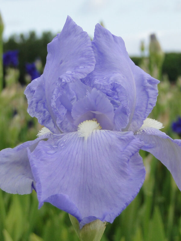 Iris  Blue Sapphire