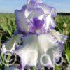 Iris germanica Bold Print - Bag