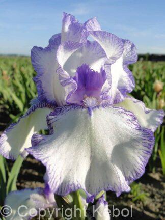 Iris germanica Bold Print - Bag