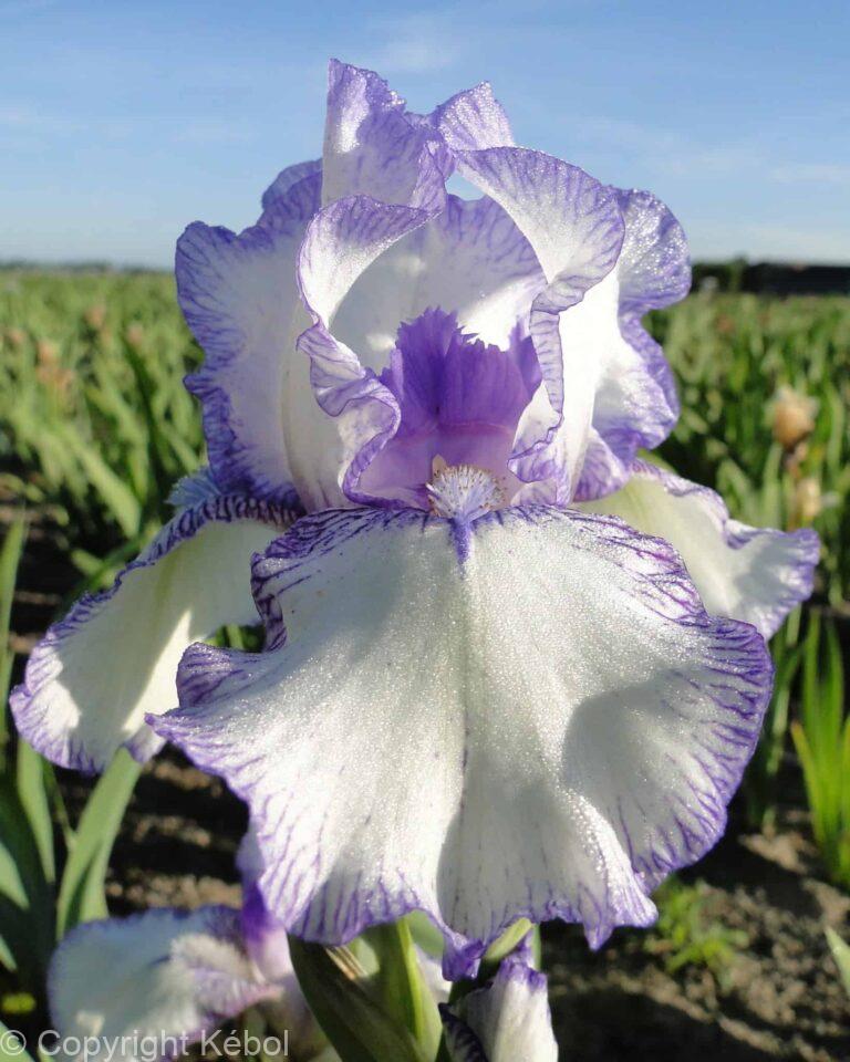 Iris germanica Bold Print - Bag