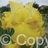 Iris germanica Buckwheat - Bag
