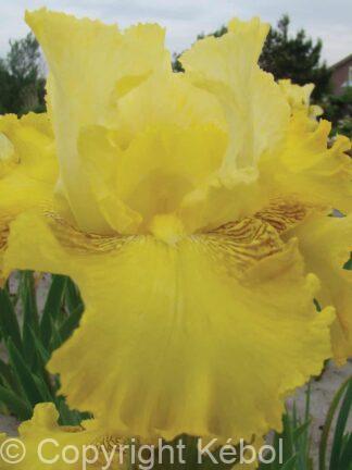 Iris germanica Buckwheat - Bag