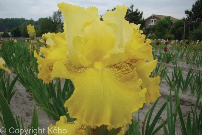 Iris germanica Buckwheat - Bag