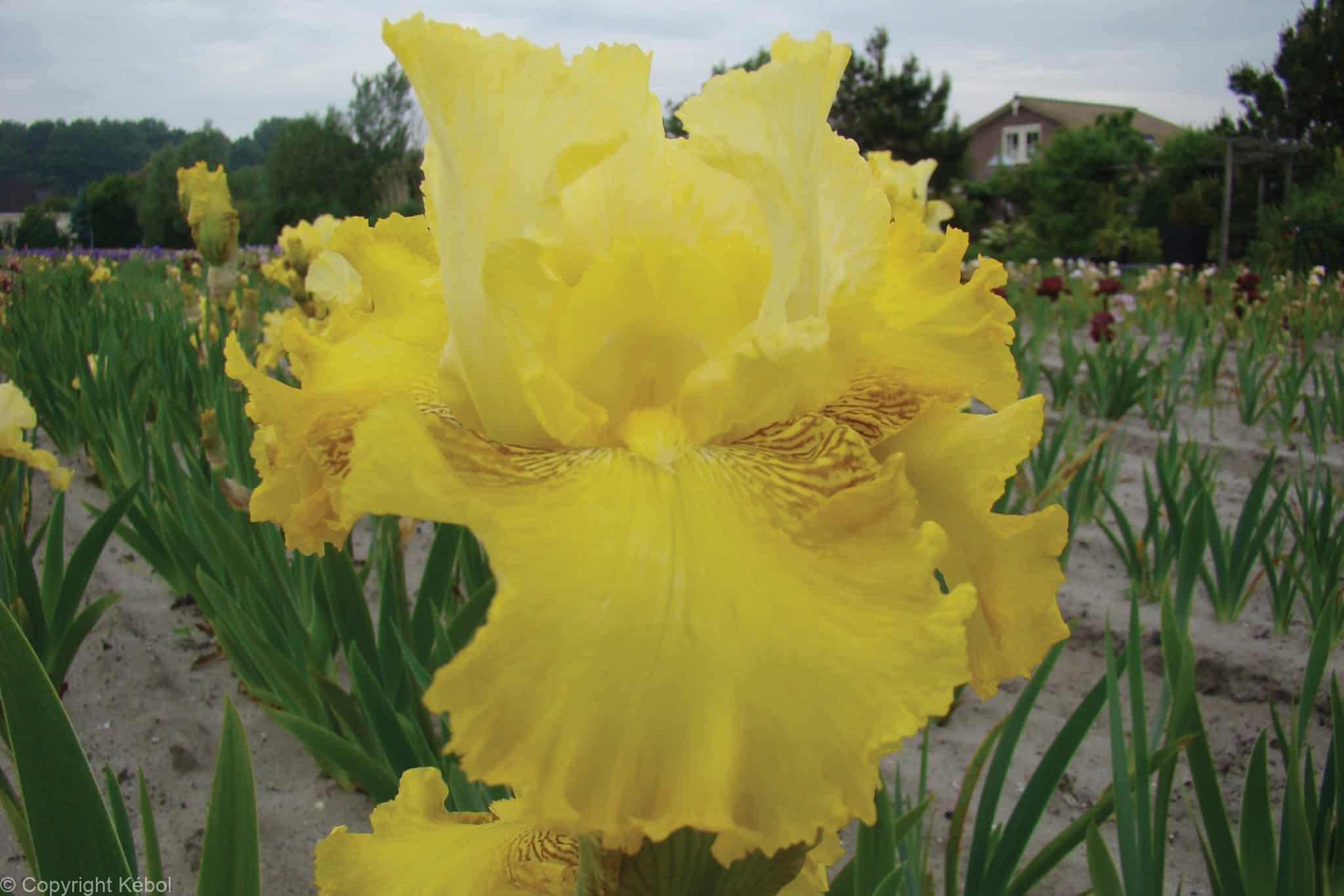 Iris germanica Buckwheat - Bag