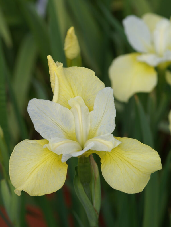 Iris  Butter and Sugar