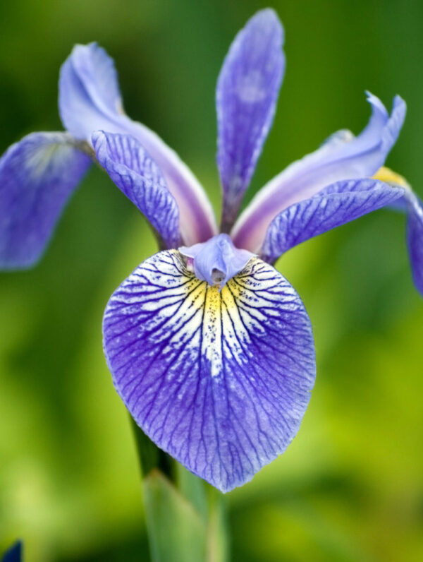Iris  Caesar's Brother