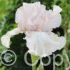 Iris germanica Cherished - Bag