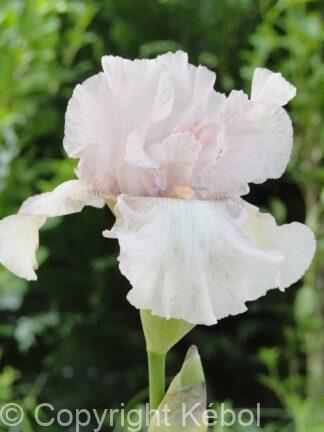 Iris germanica Cherished - Bag