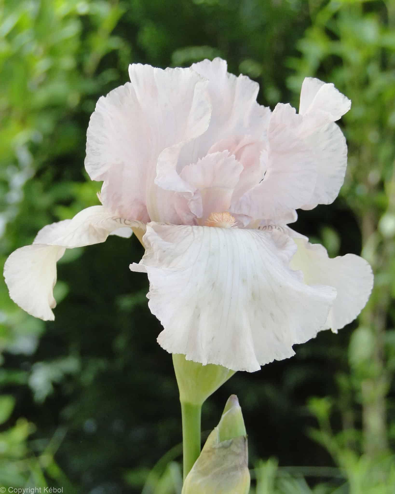 Iris germanica Cherished - Bag