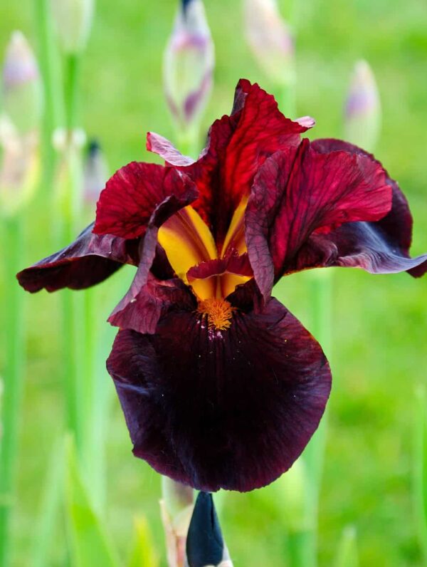 Iris  Cherry Garden