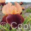 Iris germanica Cimarron Strip - Bag