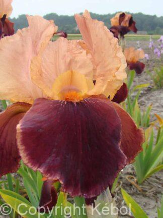Iris germanica Cimarron Strip - Bag