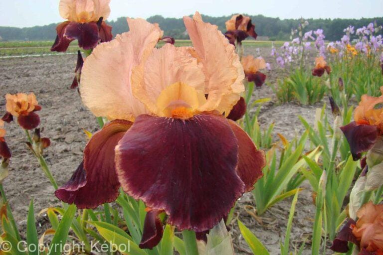Iris germanica Cimarron Strip - Bag