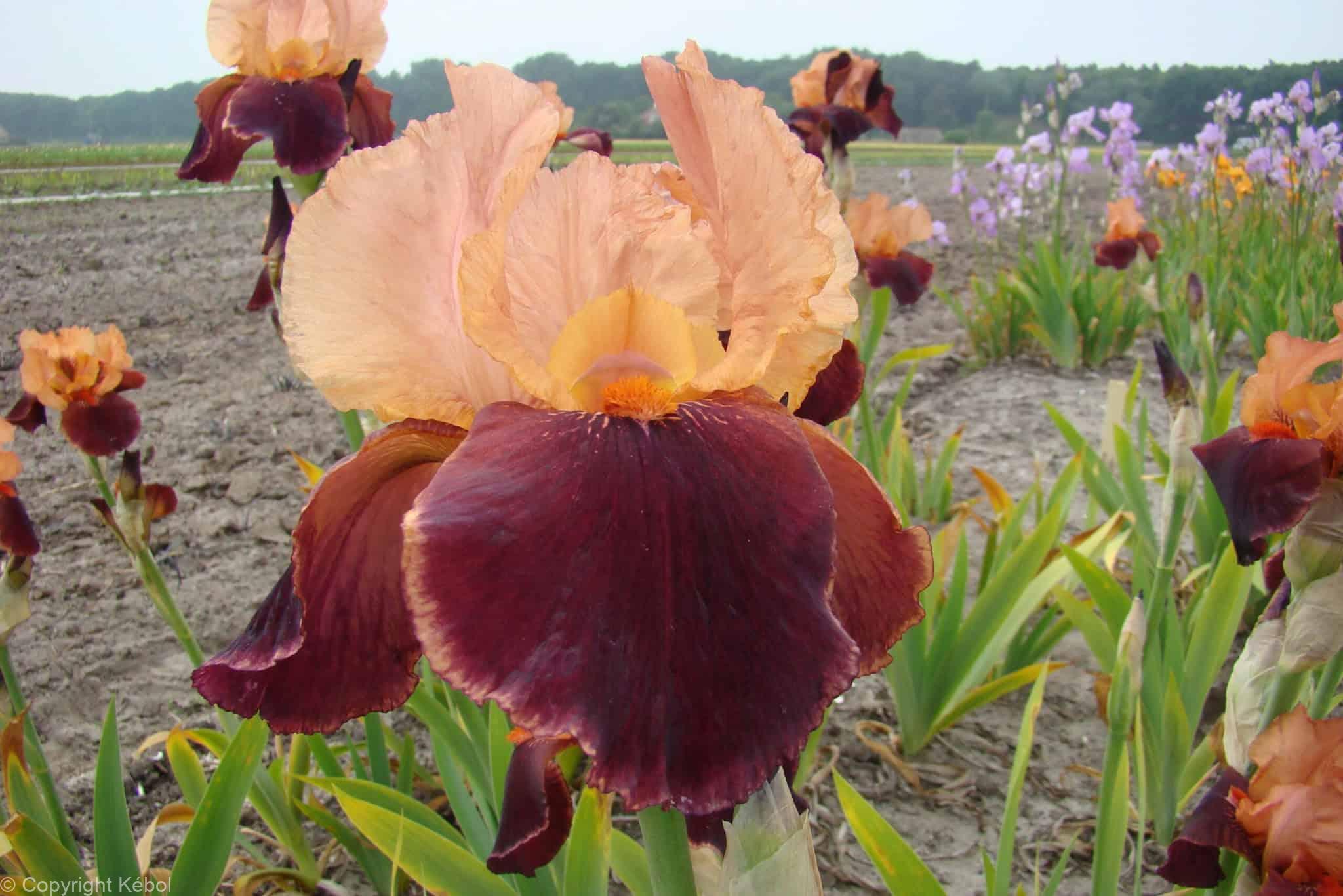 Iris germanica Cimarron Strip - Case