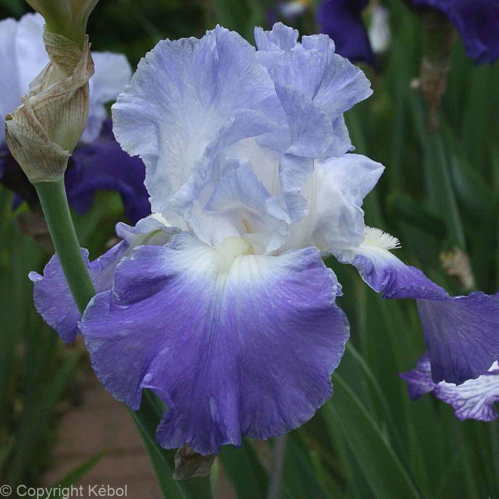 Kebol Shell Iris germanica Clarence - Case - Kébol