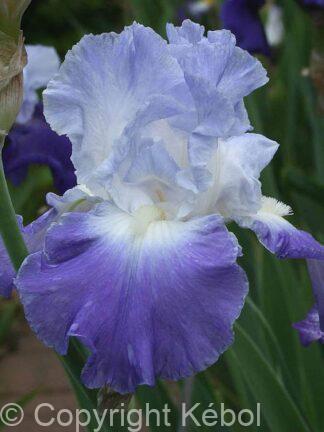 Iris germanica Clarence - Bag