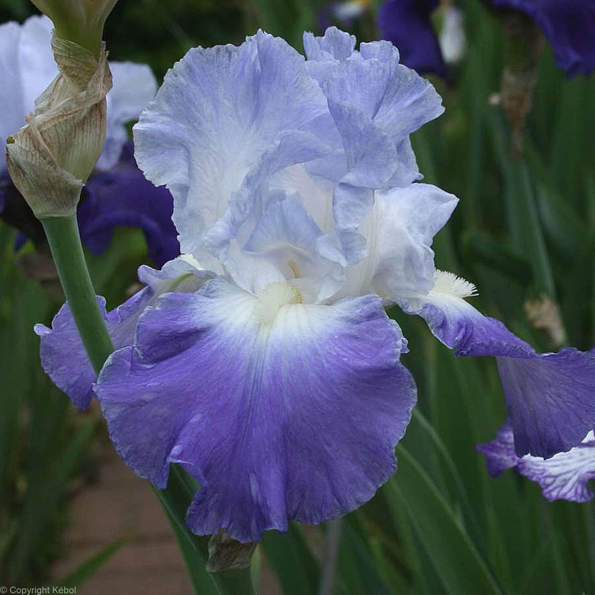 Iris germanica Clarence - Case