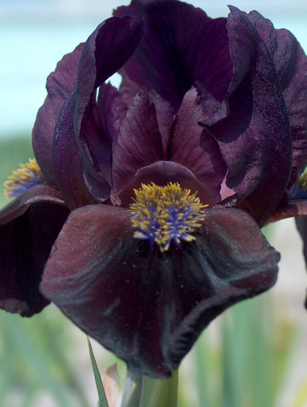 Iris  Demon