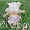 Iris germanica Frappe - Bag