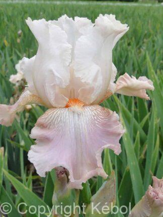 Iris germanica Frappe - Bag
