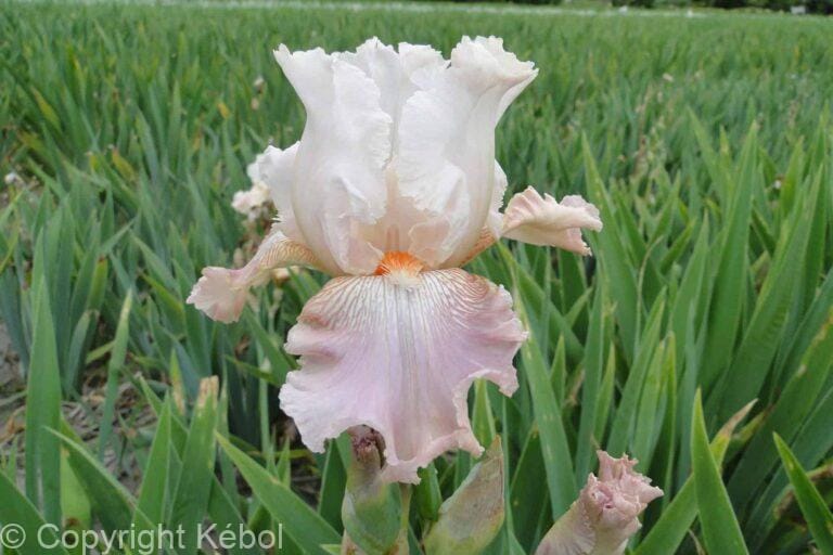 Iris germanica Frappe - Bag