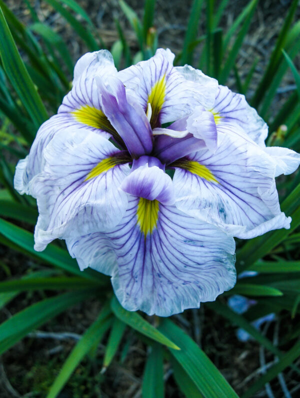 Iris  Greywoods Catrina
