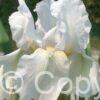 Iris germanica Immortality - Bag