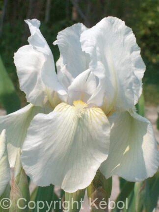 Iris germanica Immortality - Bag