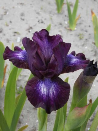 Iris  Larrikin