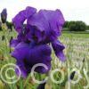 Iris germanica Matinata - Bag