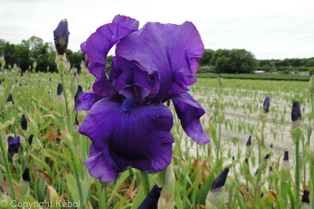 Kebol Shell Iris germanica Matinata - Bag - Kébol