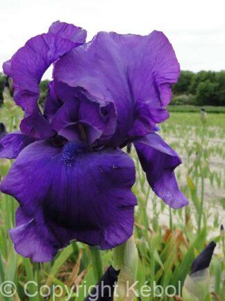 Iris germanica Matinata - Bag