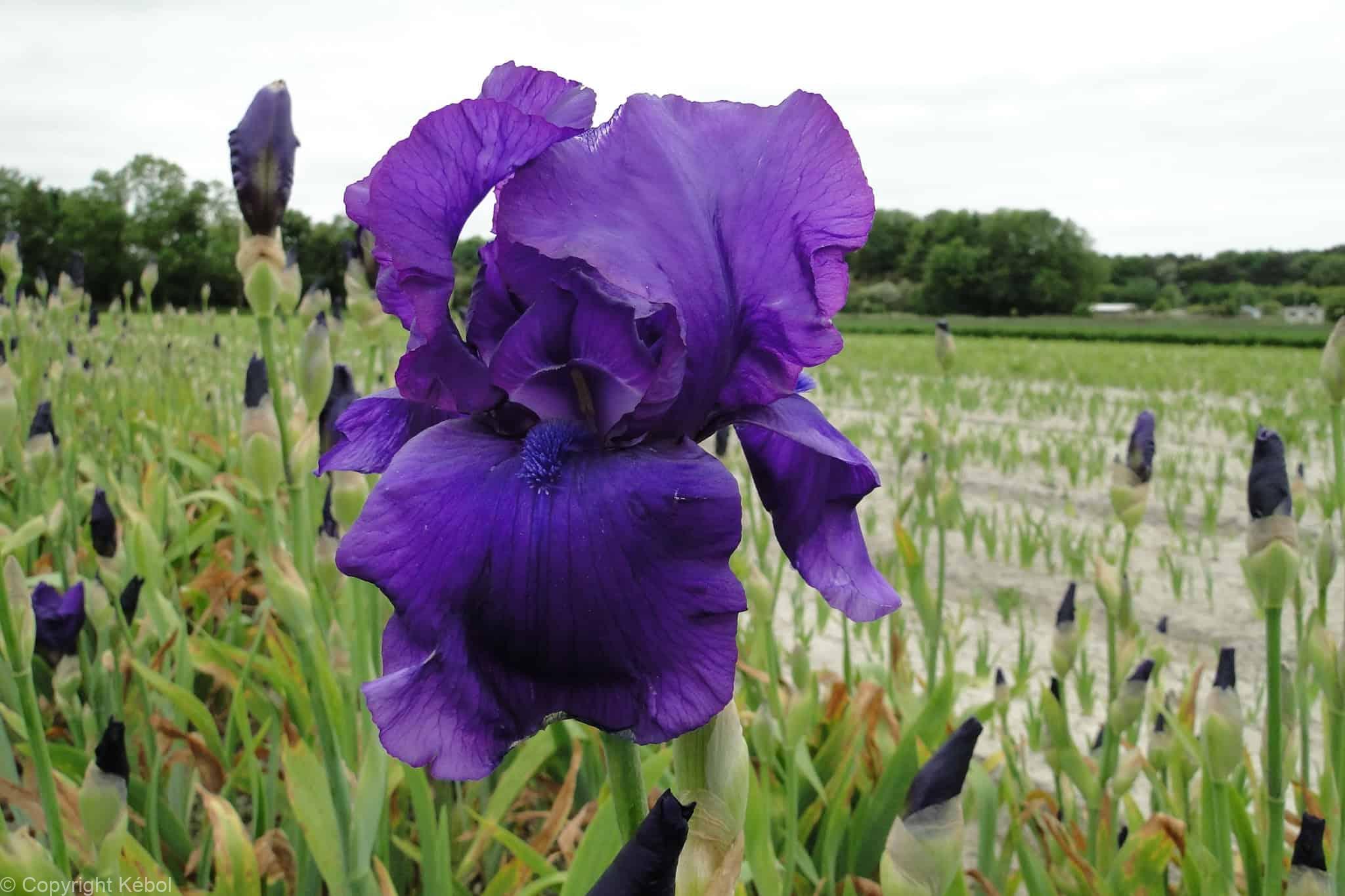 Iris germanica Matinata - Case
