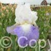 Iris germanica Mission Ridge - Bag