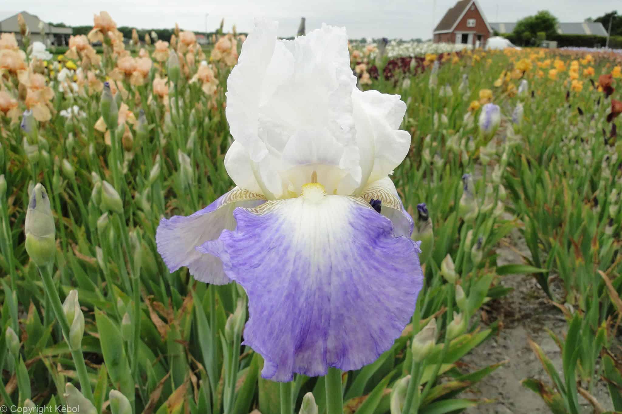 Iris germanica Mission Ridge - Case