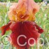 Iris germanica Natchez Trace - Bag