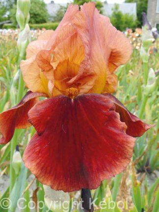 Iris germanica Natchez Trace - Bag