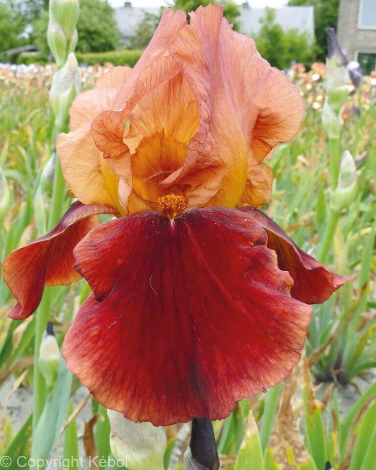 Iris germanica Natchez Trace - Bag