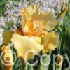 Iris germanica Orange Chariot - Bag