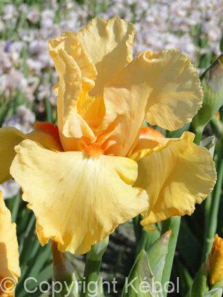 Iris germanica Orange Chariot - Bag