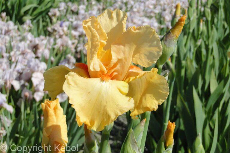 Iris germanica Orange Chariot - Bag