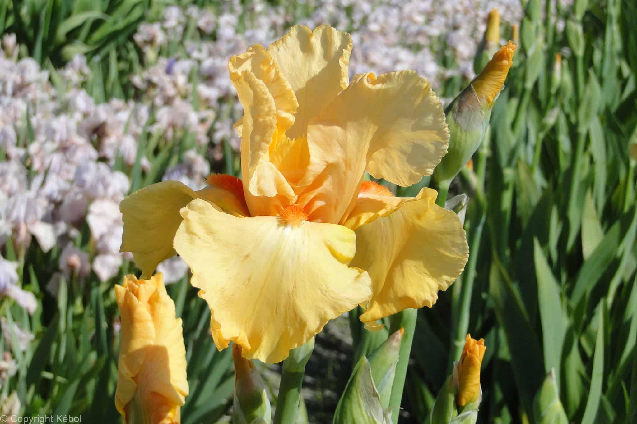 Iris germanica Orange Chariot - Case