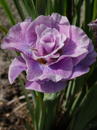 Iris  Pink Parfait